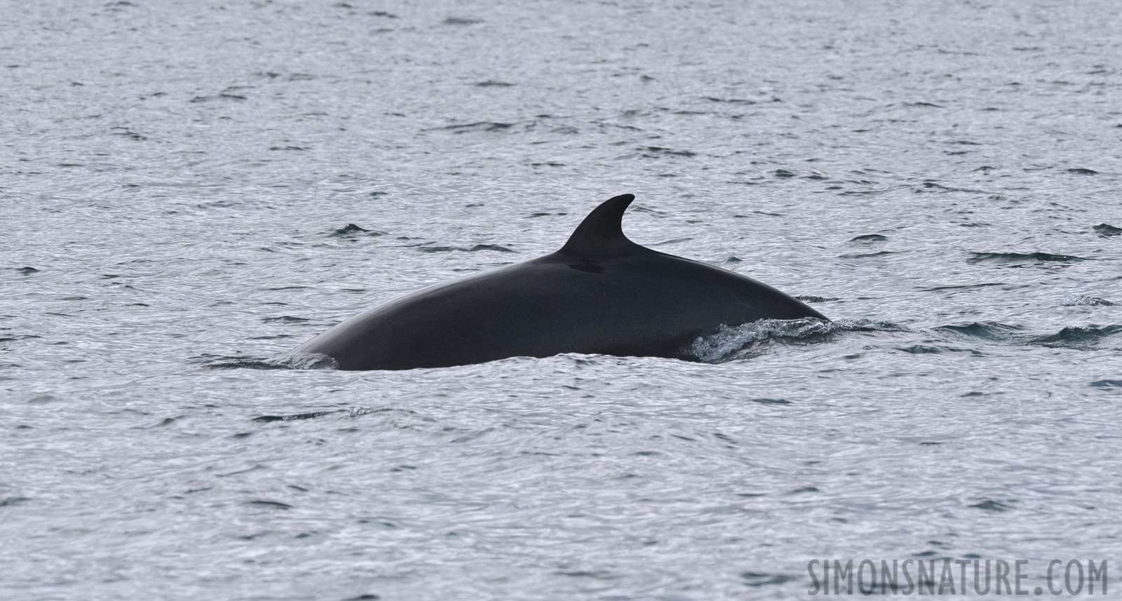 Balaenoptera acutorostrata [550 mm, 1/1600 sec at f / 13, ISO 1600]